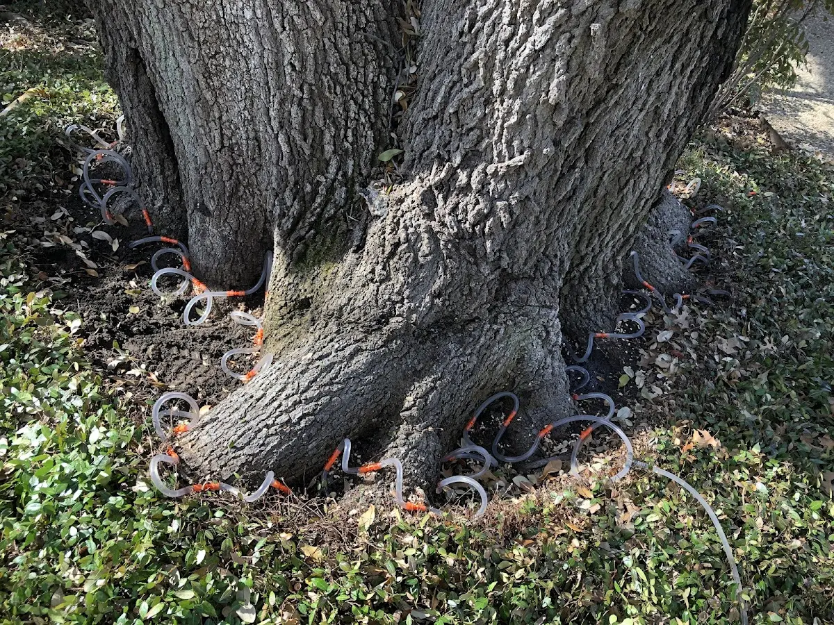 Detailed Tree Cabling and Bracing job site in Schertz