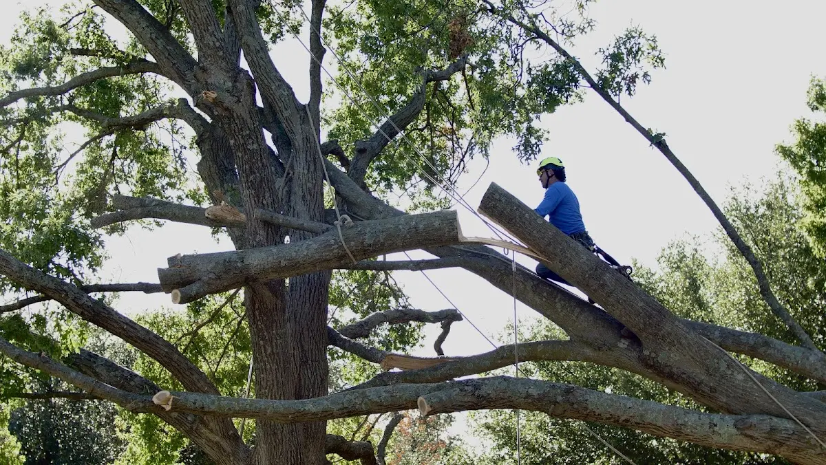 Professional Crown Thinning performed by certified arborists in Schertz