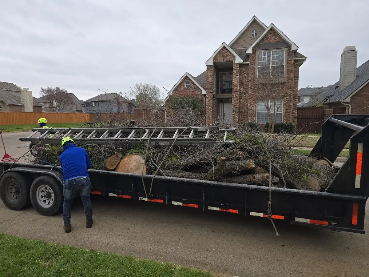 Expert Tree Pest Control with proper safety equipment in Schertz